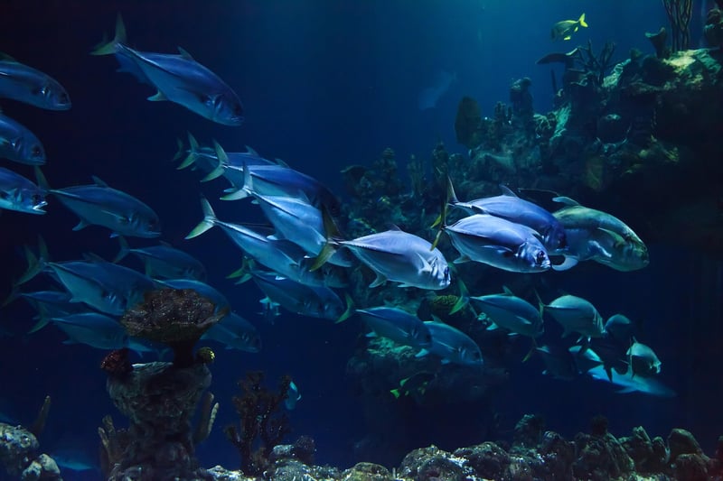 Underwater Wonderland